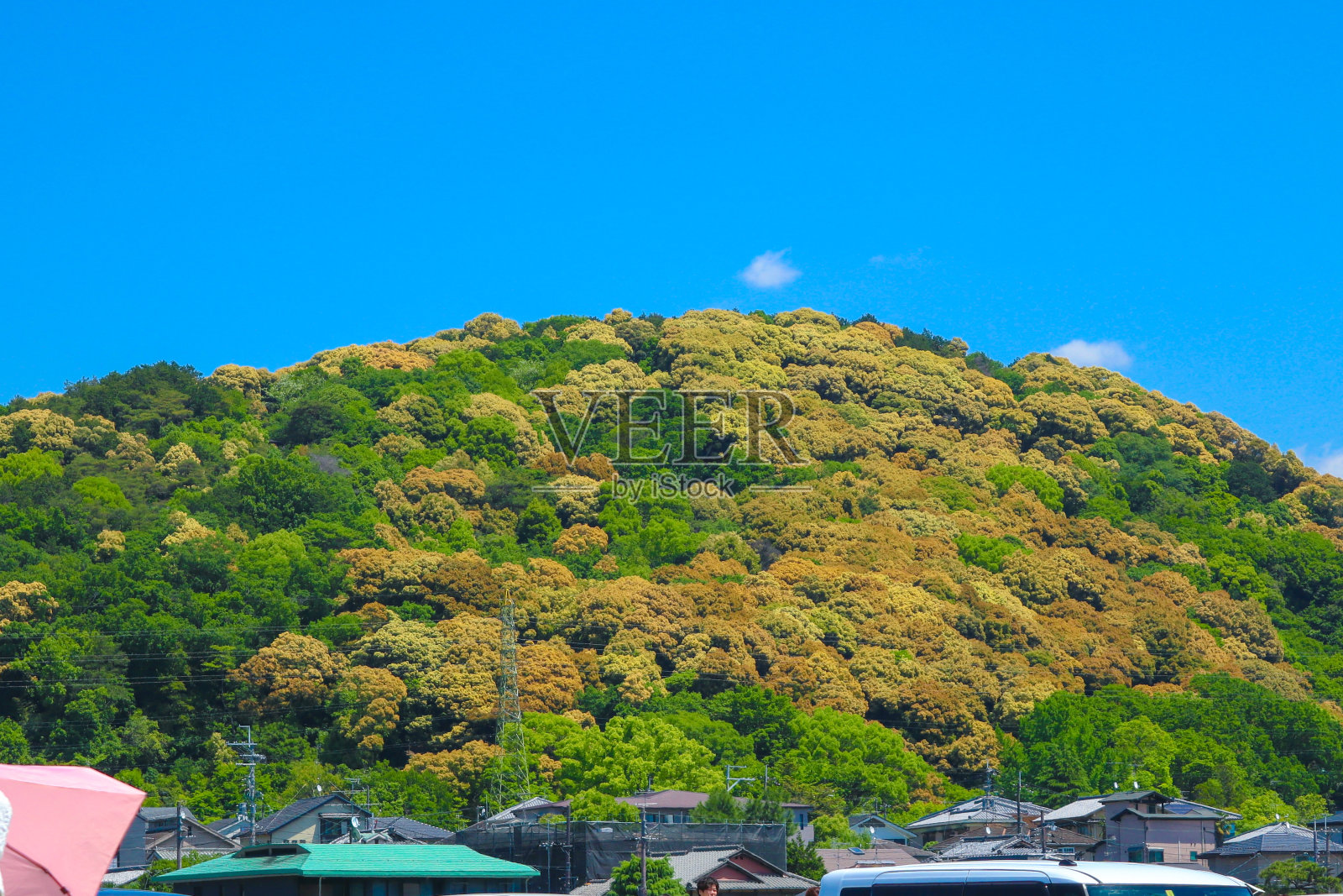 一个郁郁葱葱的绿色和橙色的小山覆盖着树木，背景是湛蓝的天空。照片摄影图片