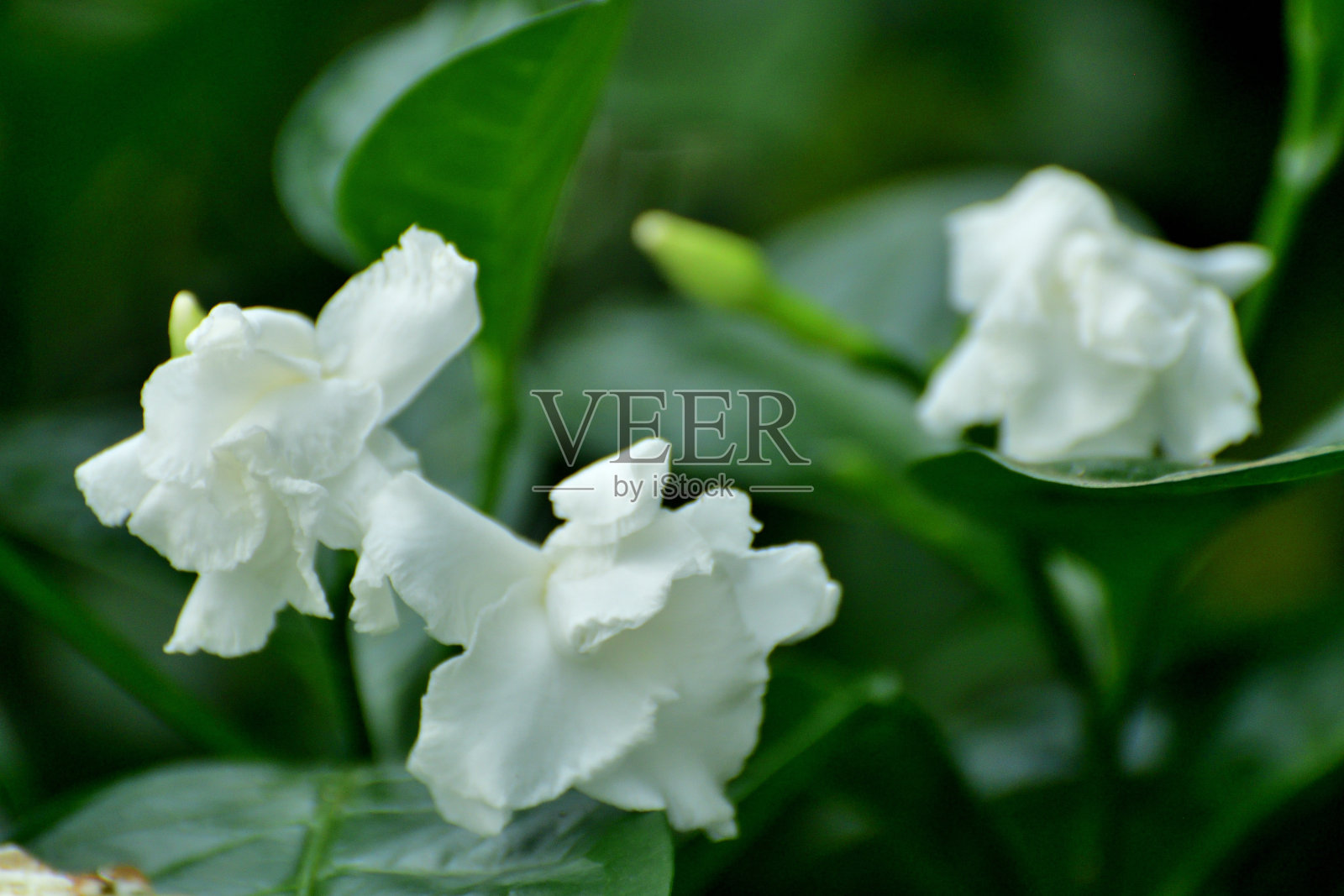 茉莉花:常绿灌木，叶大，有光泽，花蜡状，白色照片摄影图片