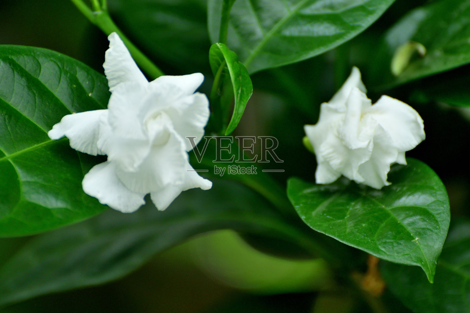 茉莉花:常绿灌木，叶大，有光泽，花蜡状，白色照片摄影图片