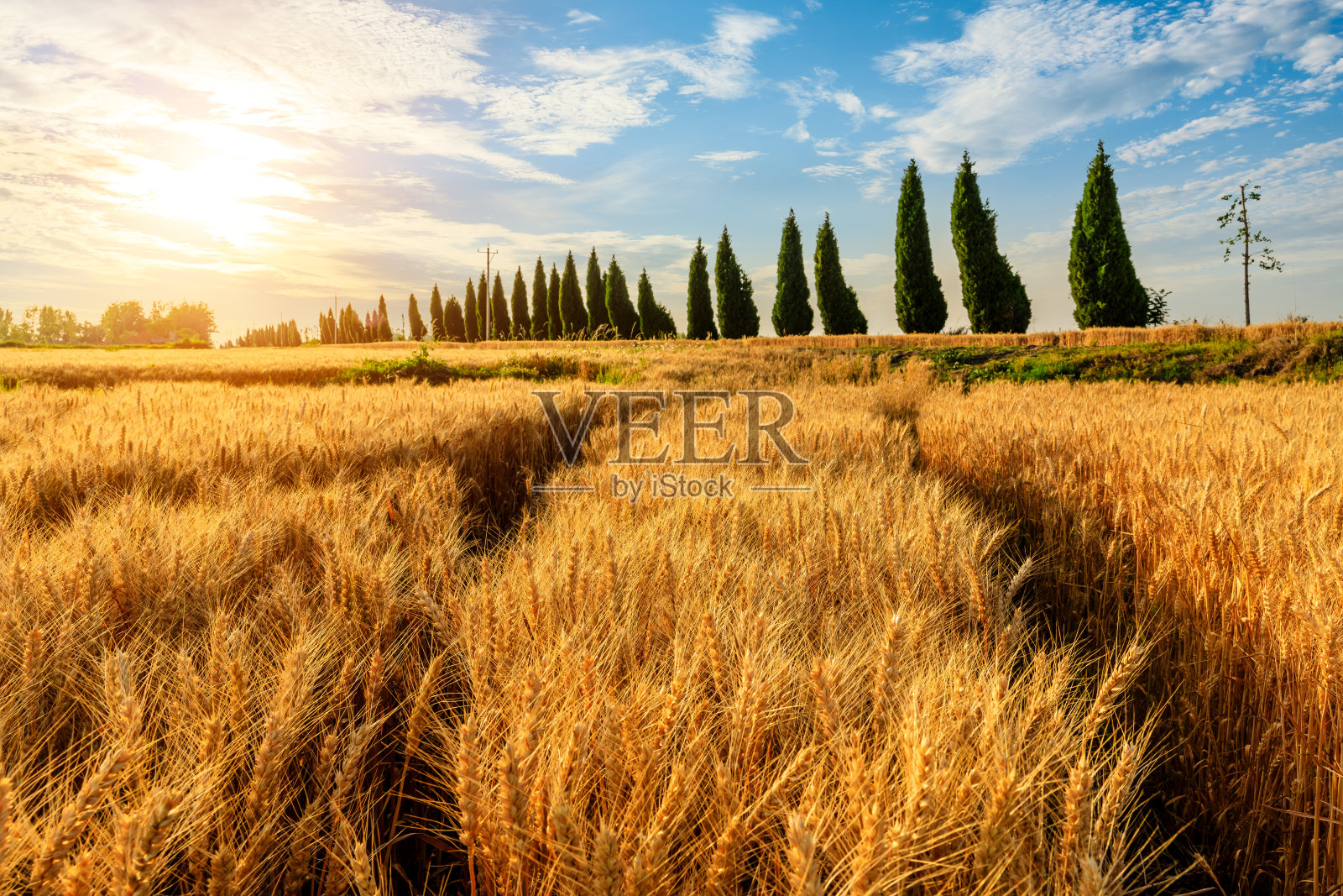 夕阳下成熟的麦田自然景观照片摄影图片
