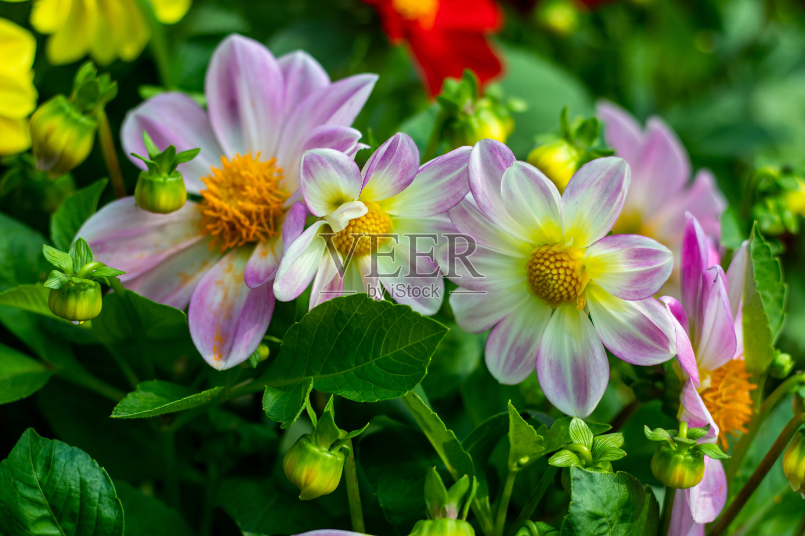 大丽花块茎花是填补干燥，阳光充足的地方的完美解决方案照片摄影图片