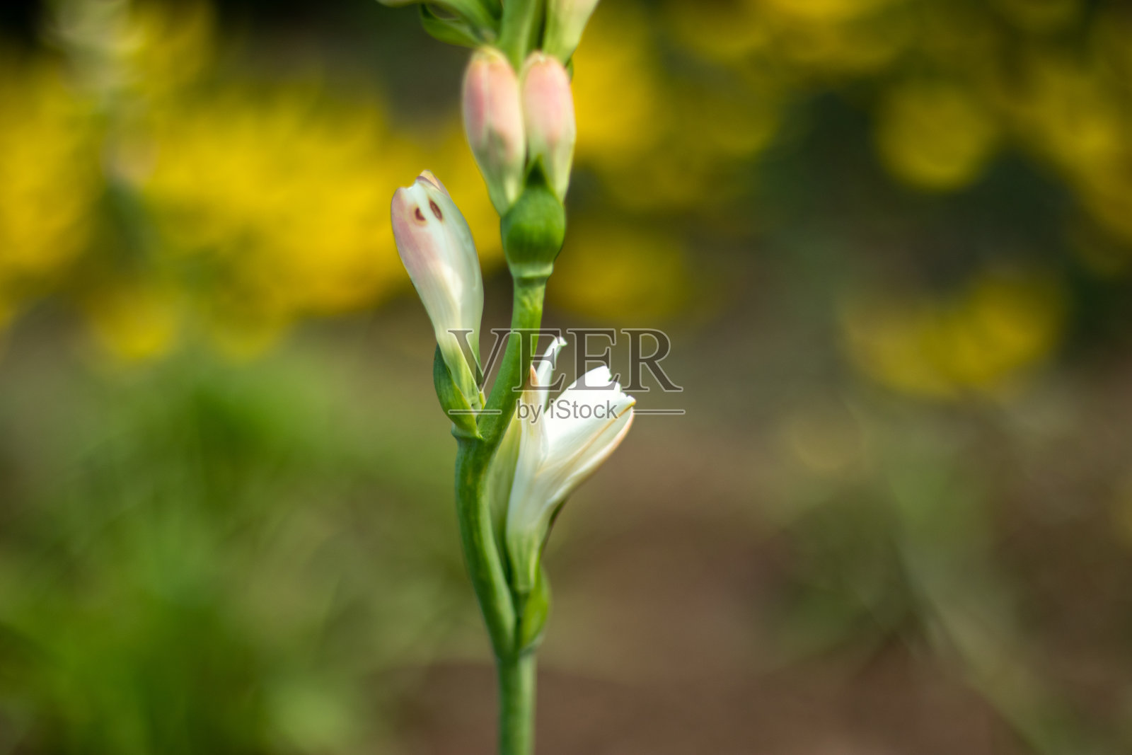 龙舌兰一种龙舌兰，或美洲龙舌兰，多年生块茎多肉，芳香，白色模糊照片摄影图片