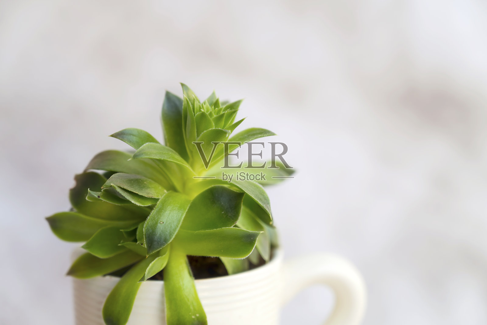 小盆里的多肉植物照片摄影图片