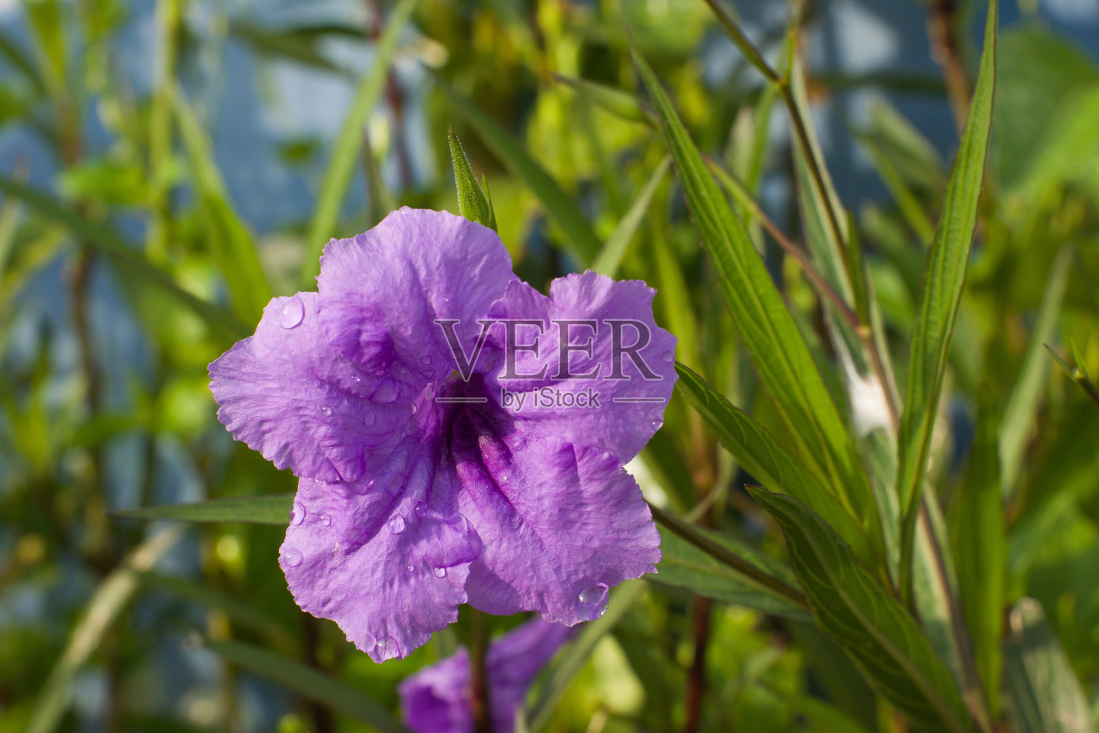 花紫色的秋莲子照片摄影图片