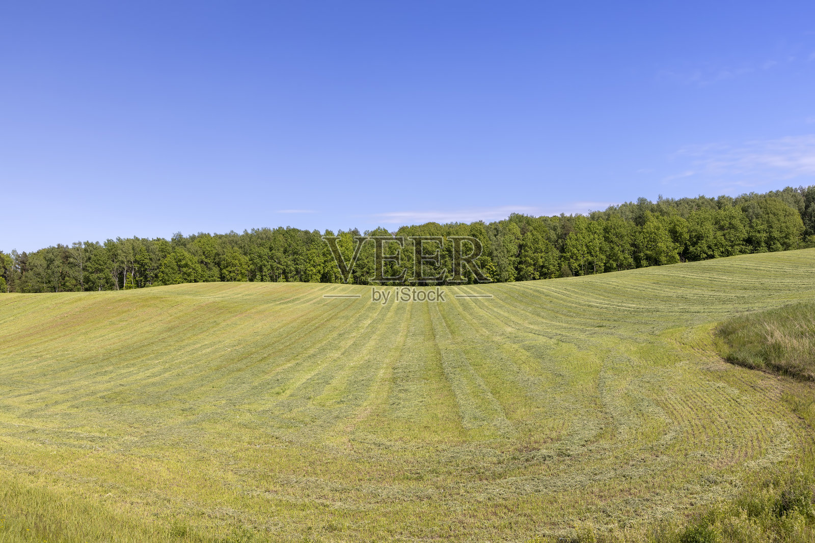 春天收割干草喂牛和其他家畜照片摄影图片