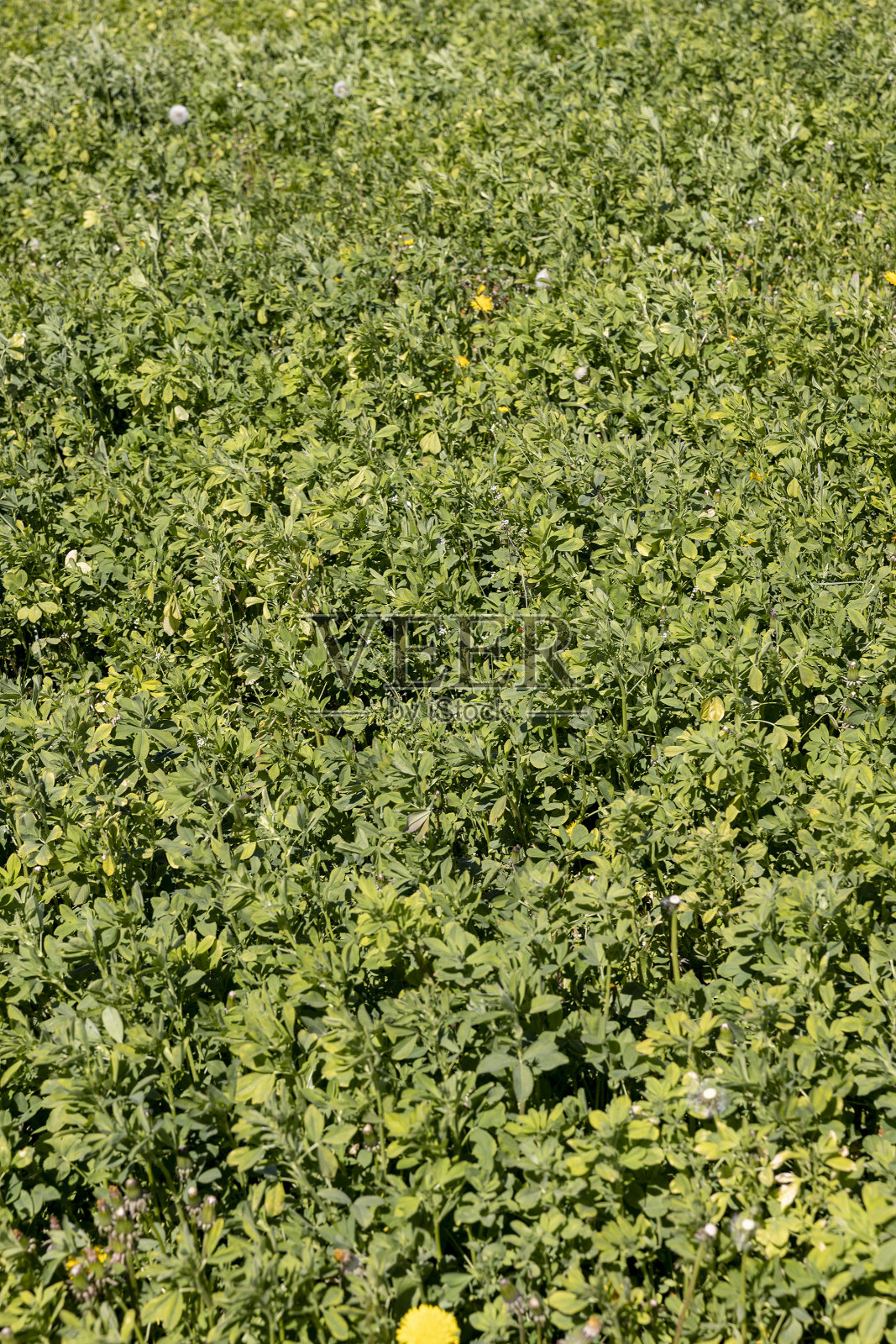 草和花生长以收获干草的田地照片摄影图片