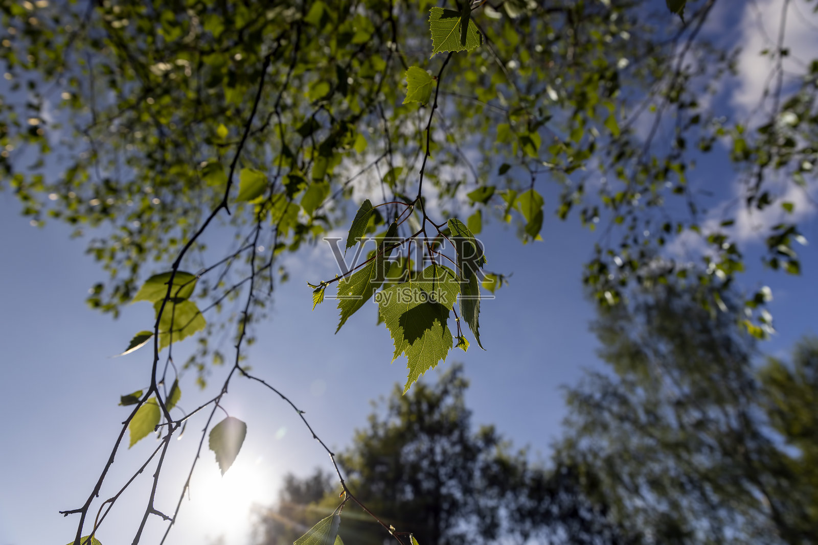 春天的白桦树叶照片摄影图片
