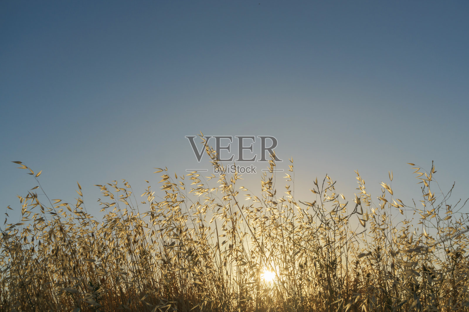 黎明时分阳光照耀下的干燕麦田照片摄影图片