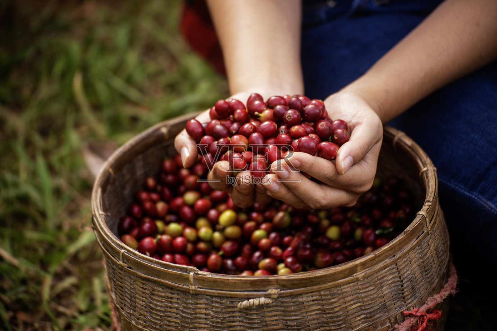 近距离的手收获红色种子在篮子罗布斯塔阿拉比卡植物农场。咖啡农场妇女双手收割生咖啡豆。成熟的红浆果种植新鲜种子咖啡树生长在绿色生态农场照片摄影图片
