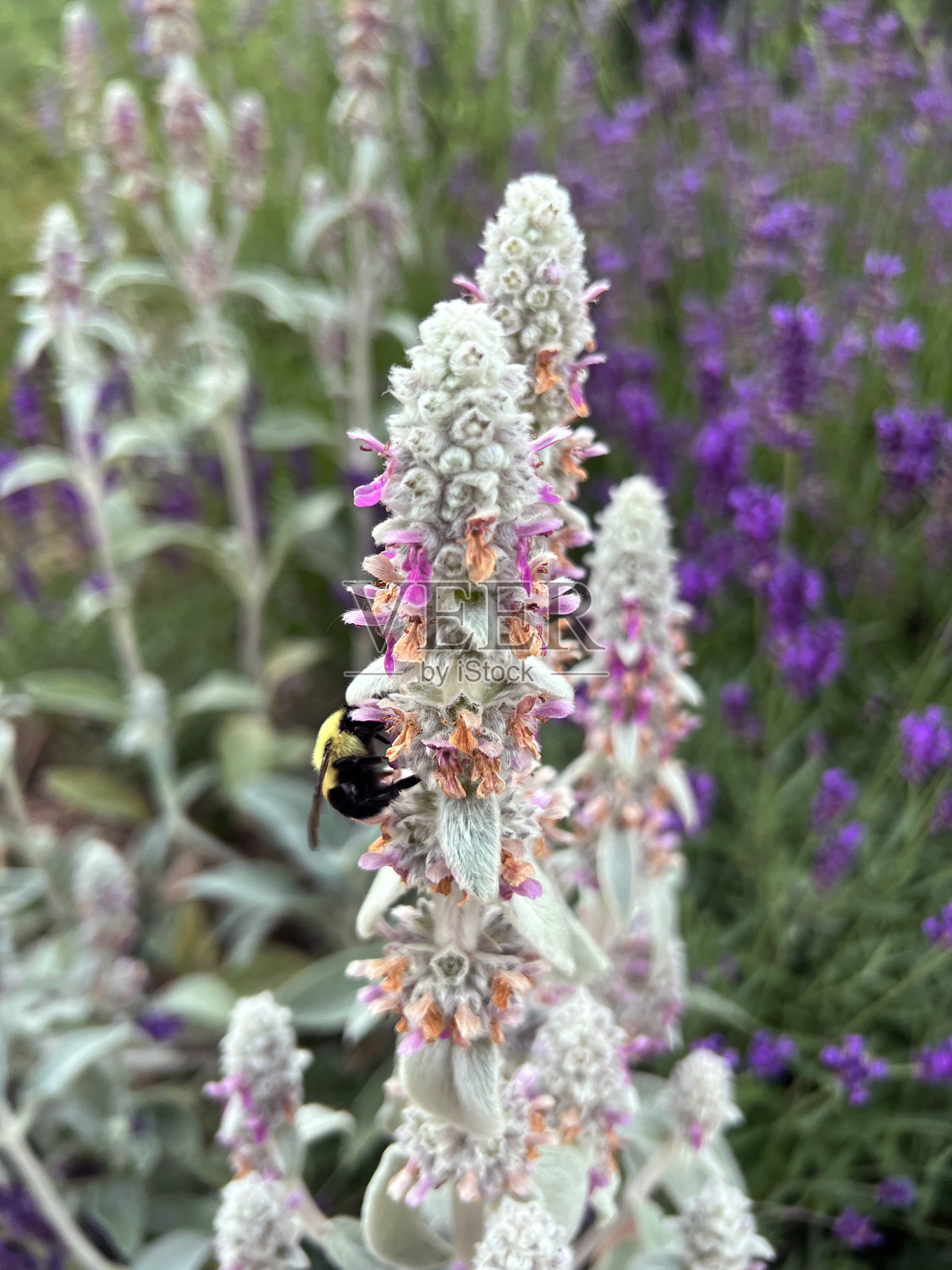小羊耳朵上的大黄蜂照片摄影图片