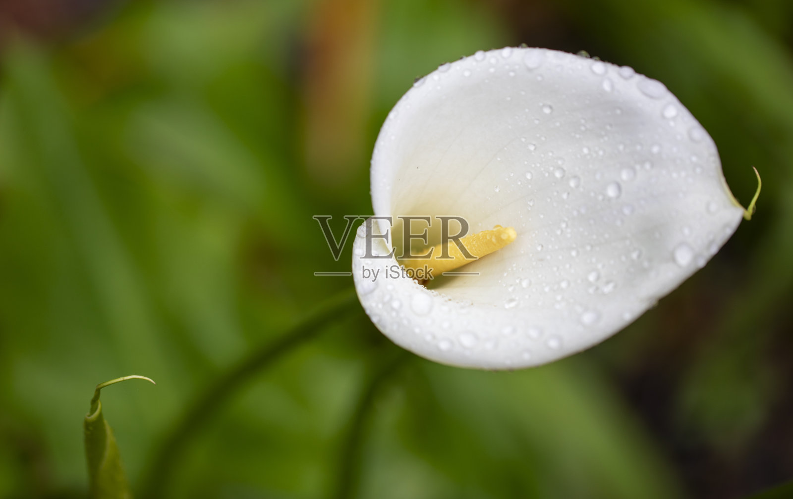 爱莉莉照片摄影图片