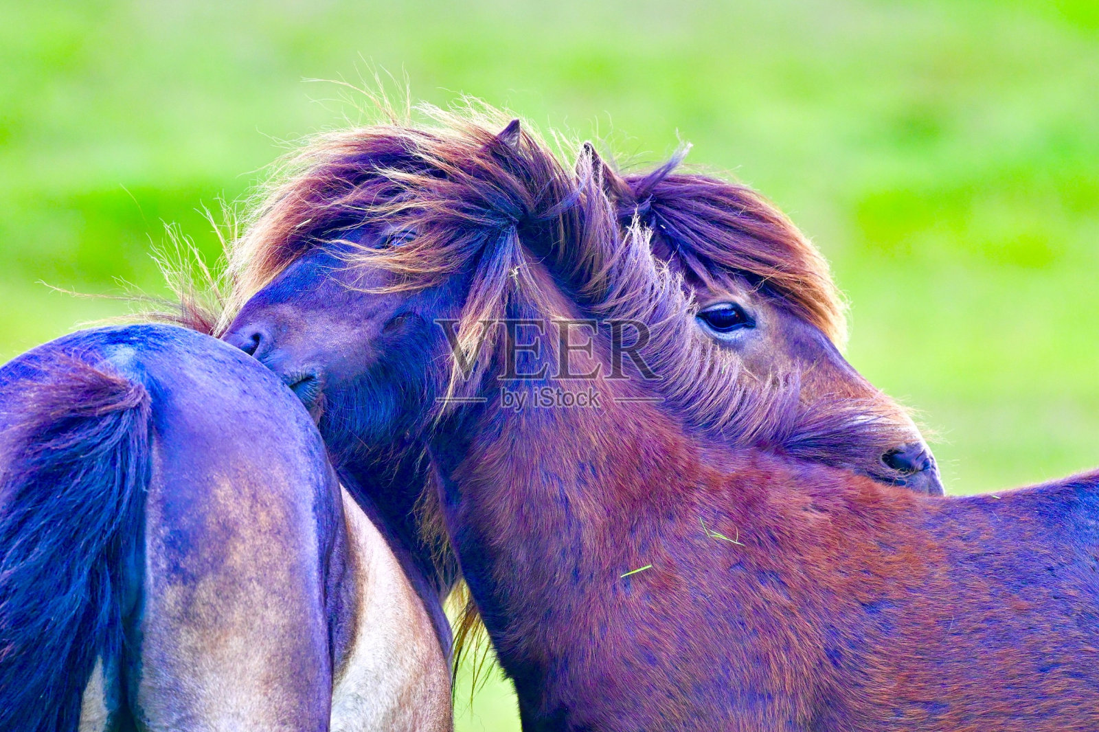 达特穆尔小马照片摄影图片