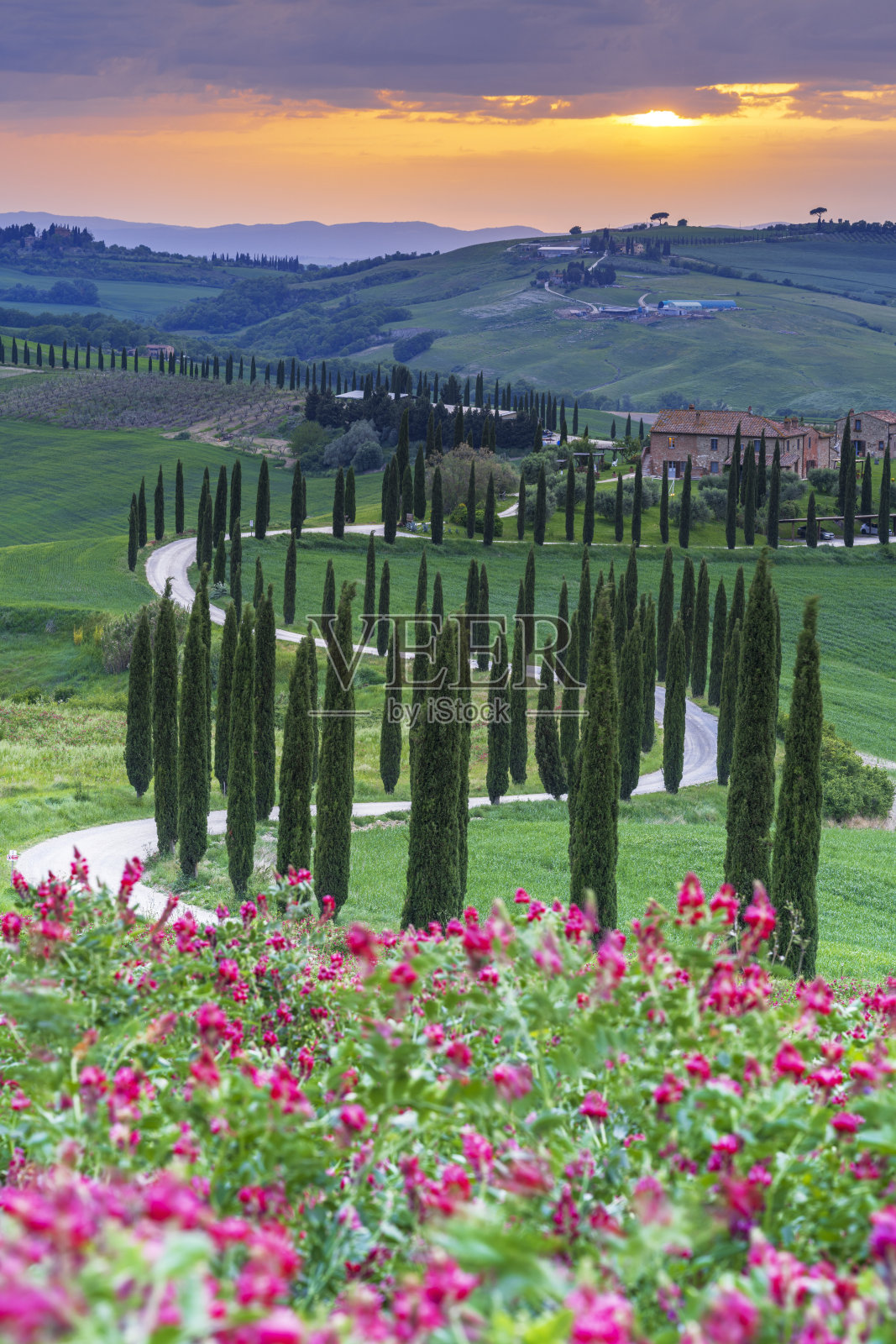柏树间的道路是托斯卡纳典型的乡村景观照片摄影图片