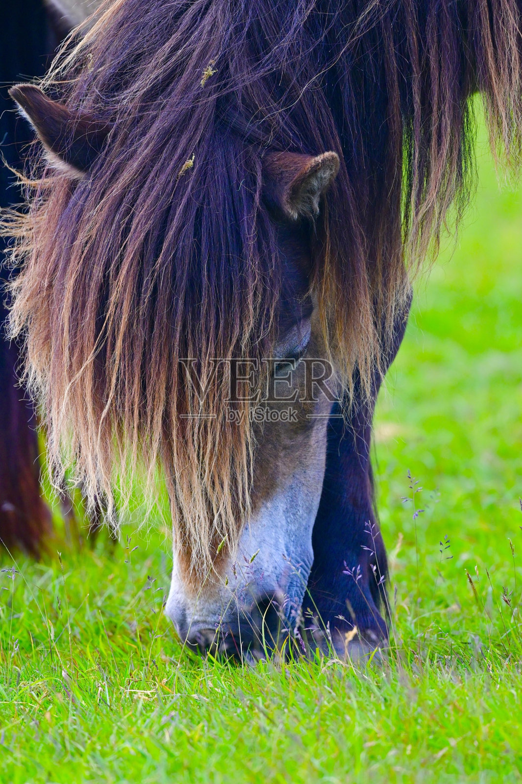 达特穆尔小马照片摄影图片