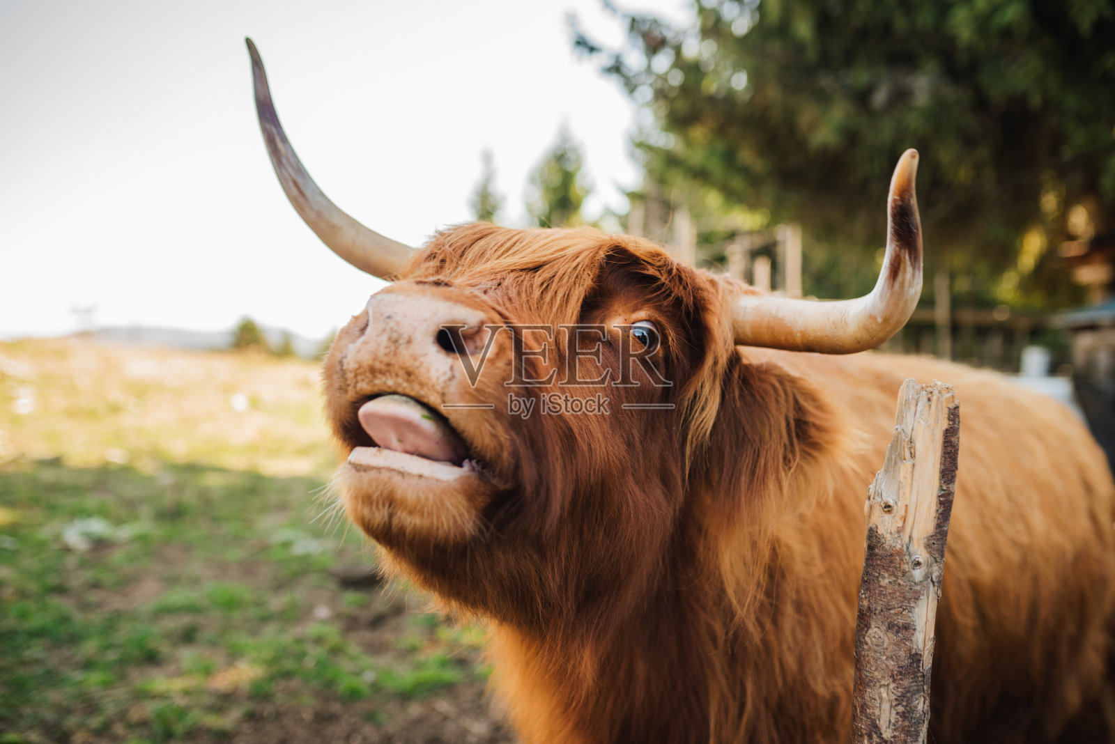 高地牛画像照片摄影图片