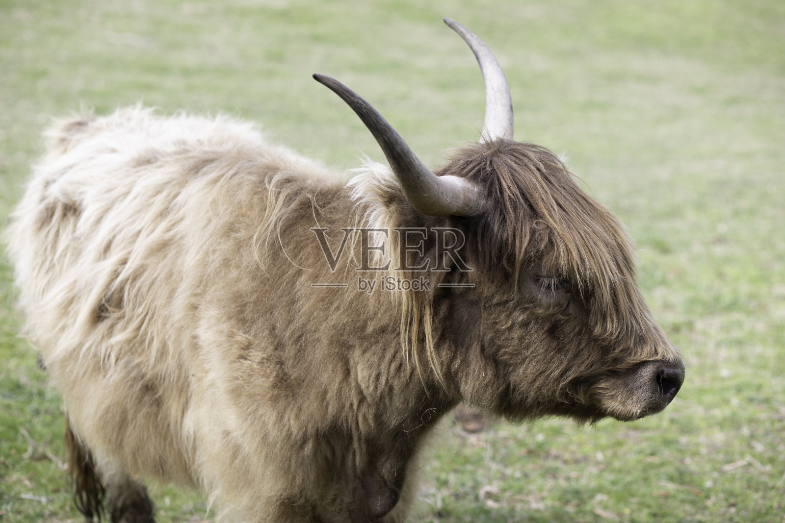 毛茸茸的公牛在球场上照片摄影图片