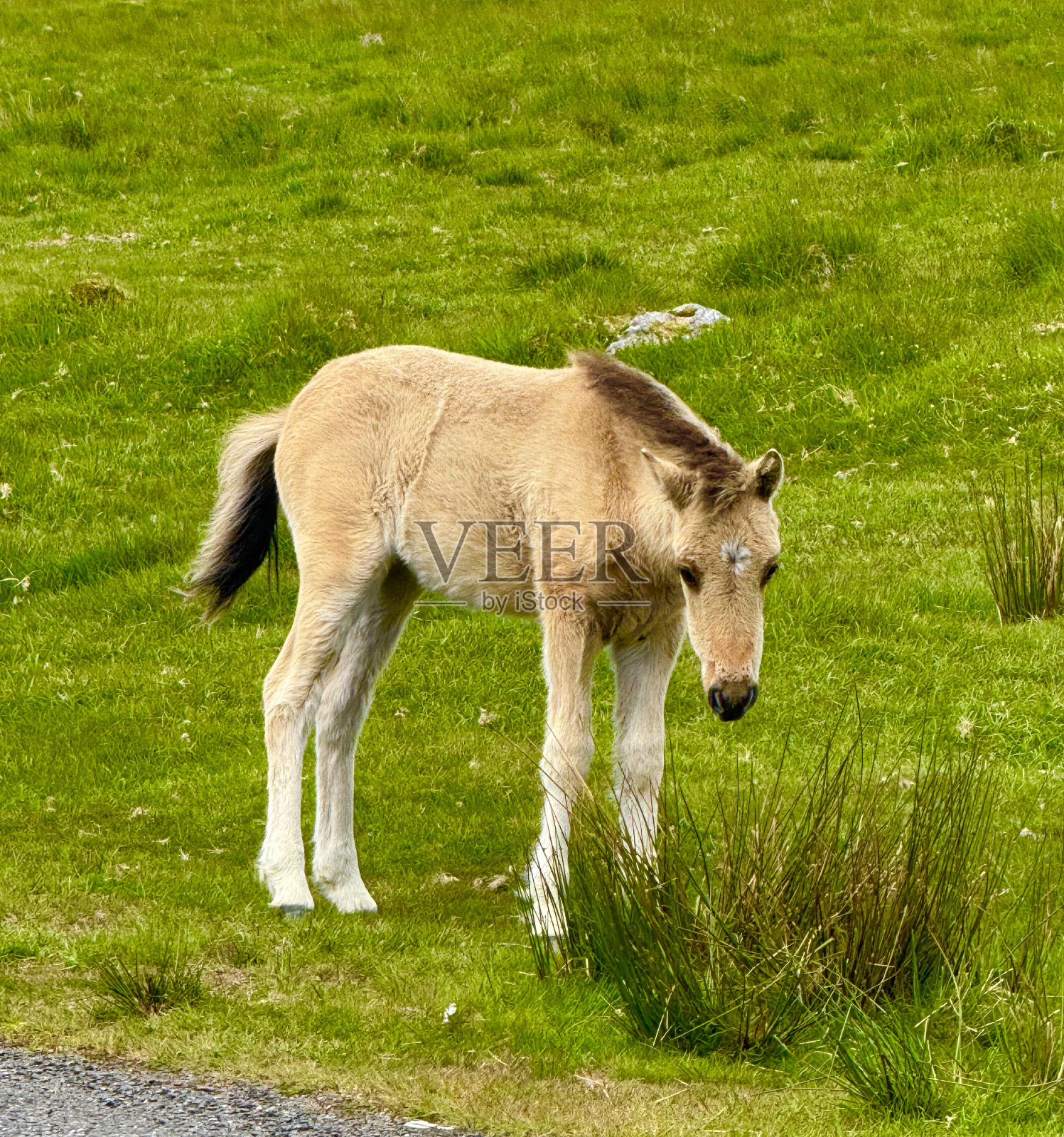 达特穆尔小马照片摄影图片