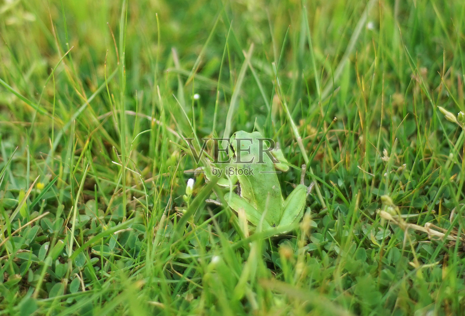 小青蛙照片摄影图片