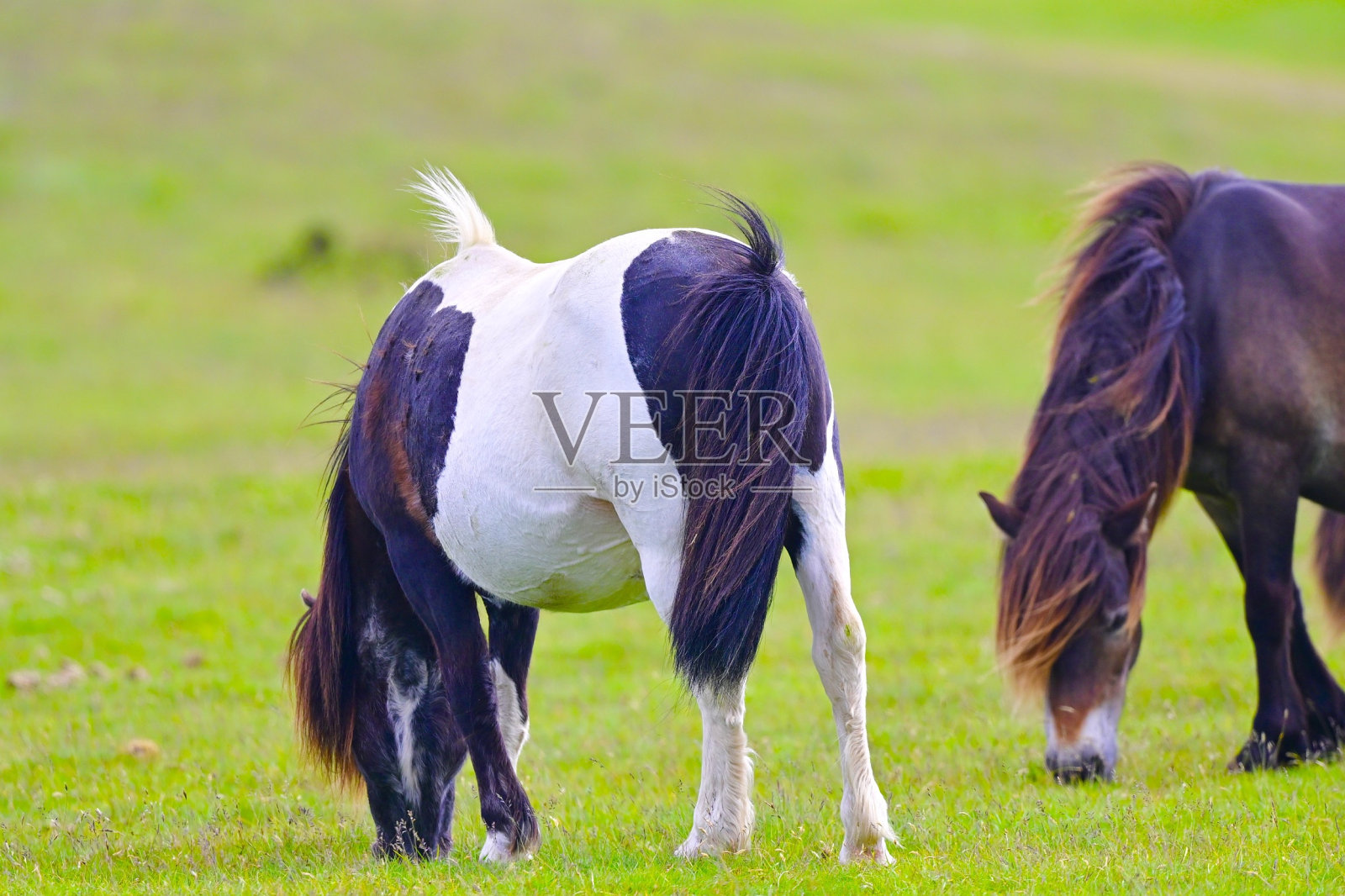 达特穆尔小马照片摄影图片