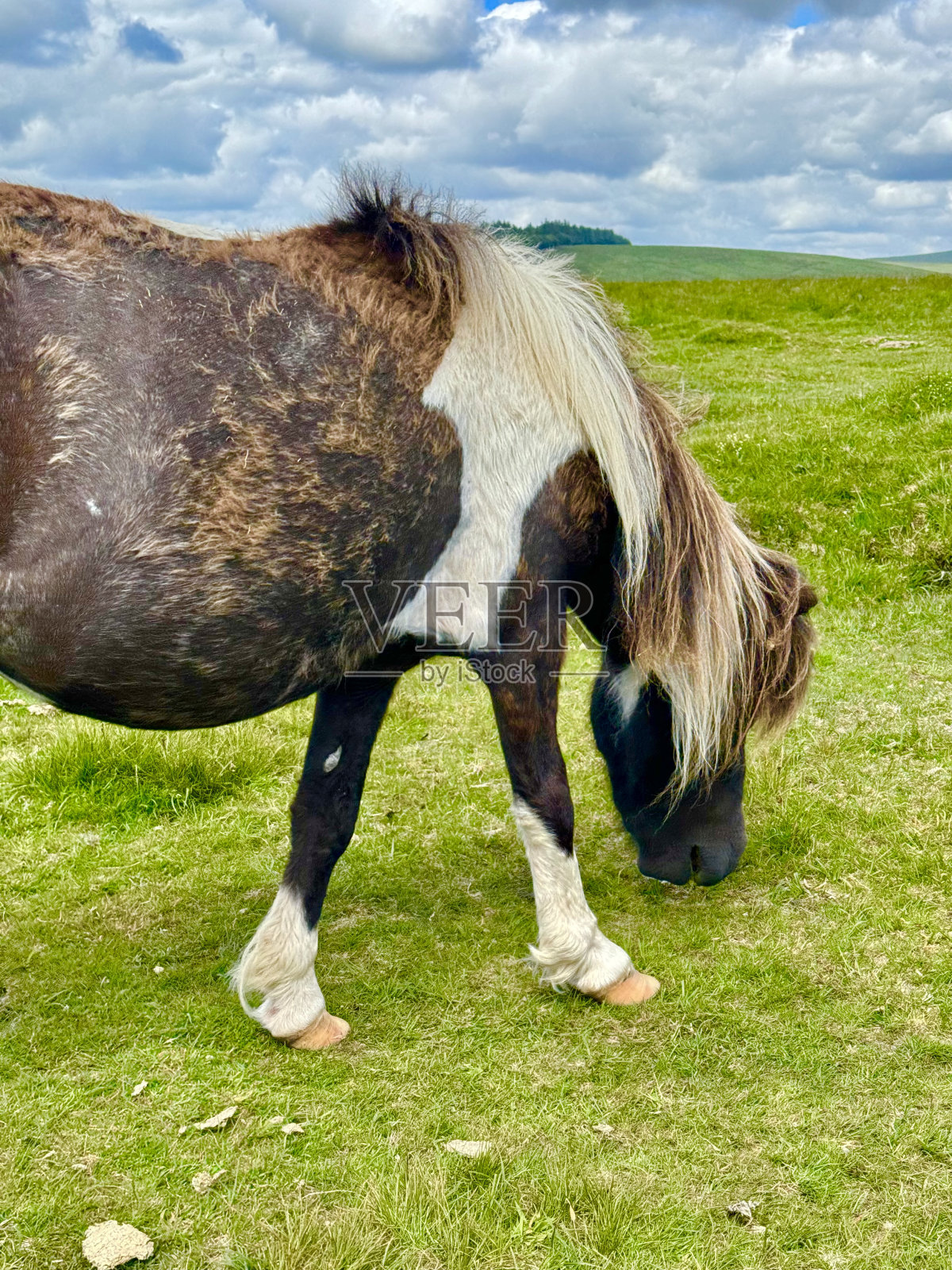 达特穆尔小马照片摄影图片