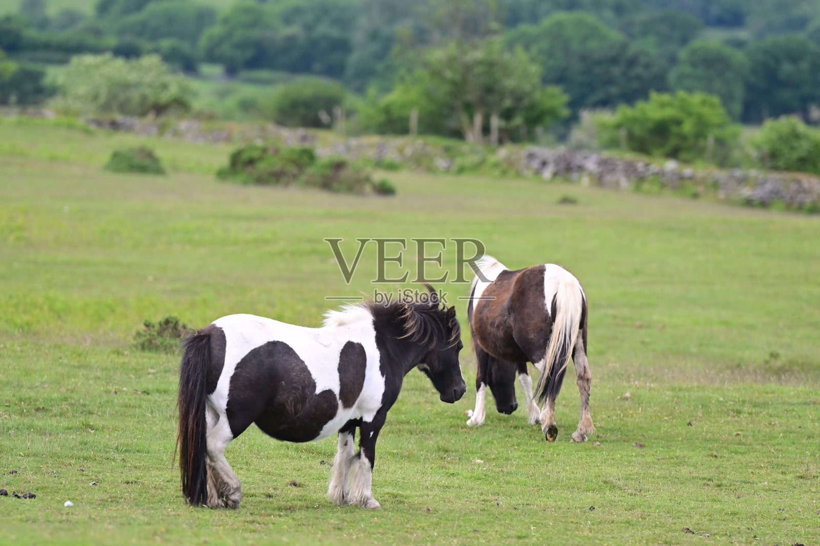 达特穆尔小马照片摄影图片