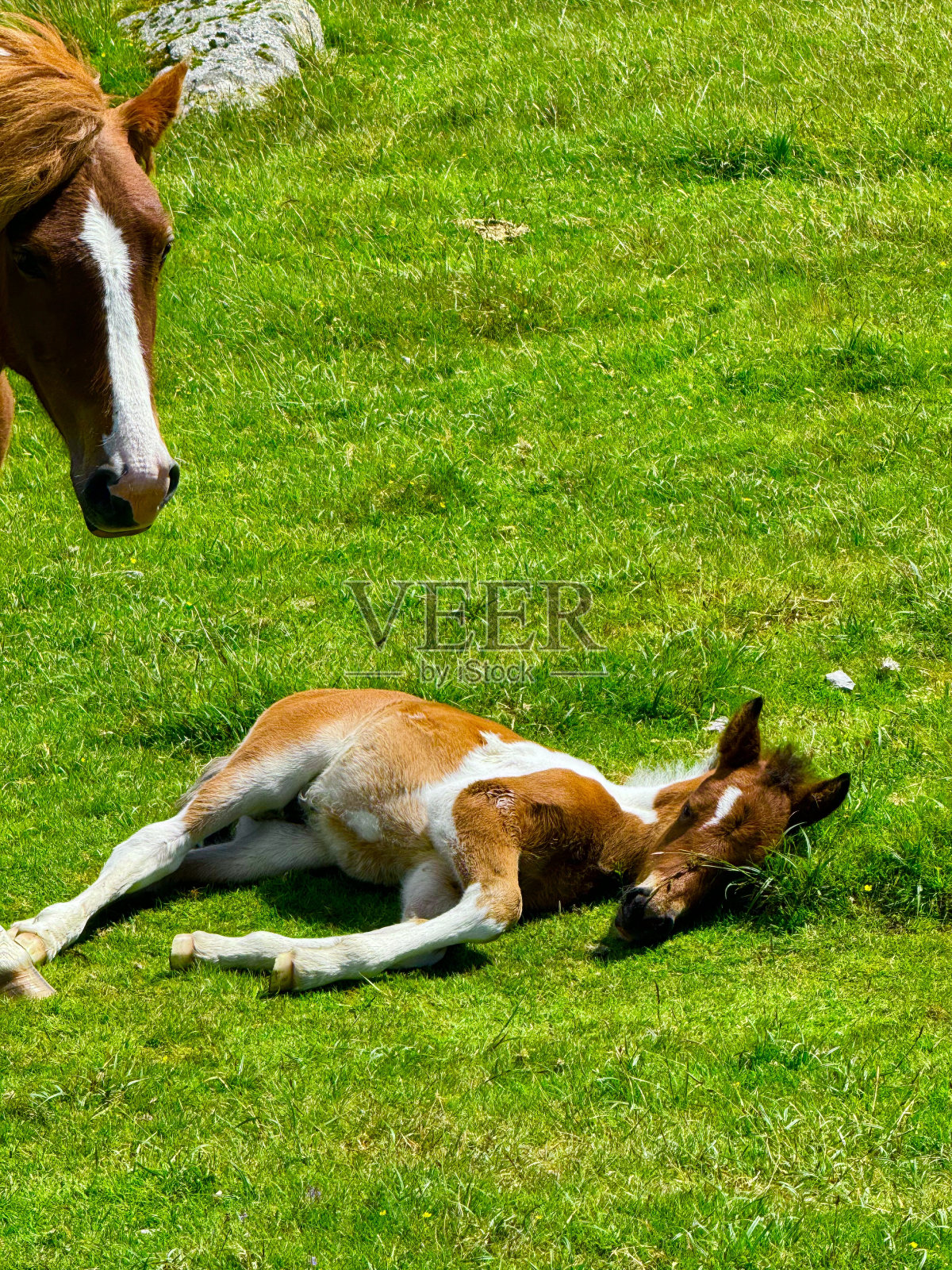 达特穆尔小马照片摄影图片
