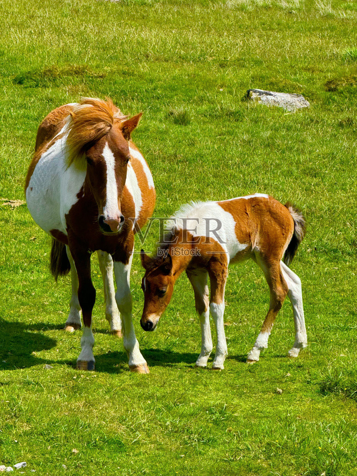 达特穆尔小马照片摄影图片