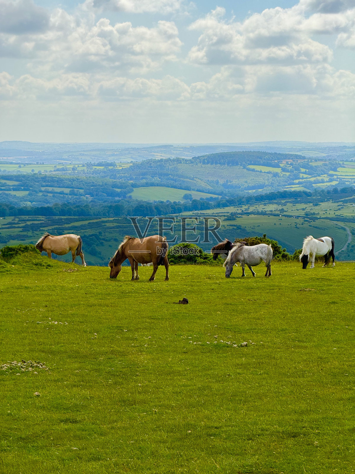 达特穆尔小马照片摄影图片