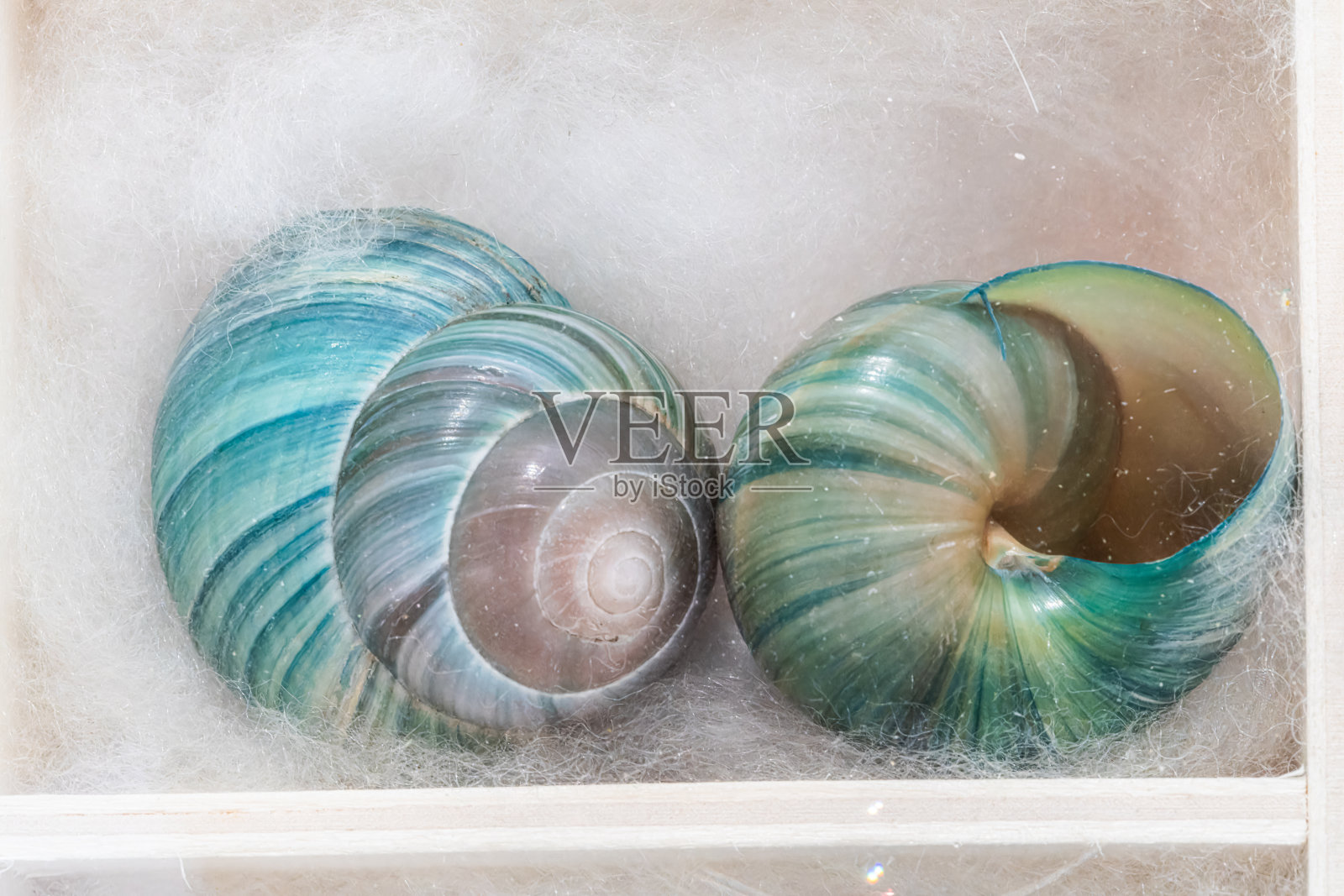 贝壳收藏:五颜六色的蜗牛壳照片摄影图片