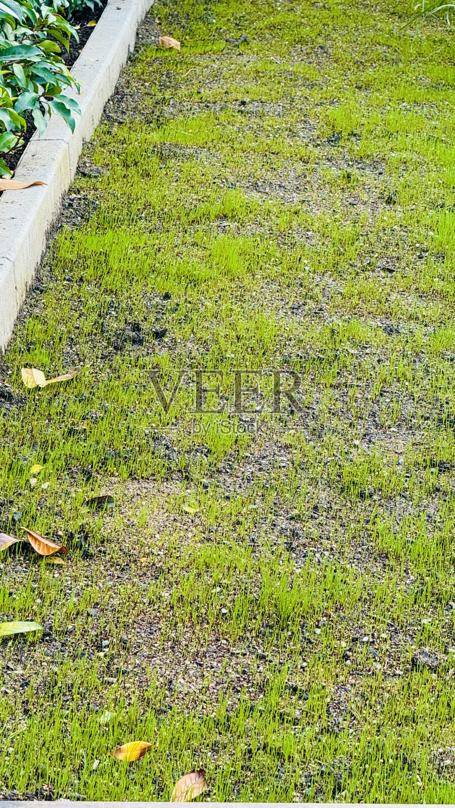 新播种的草坪正在生长照片摄影图片