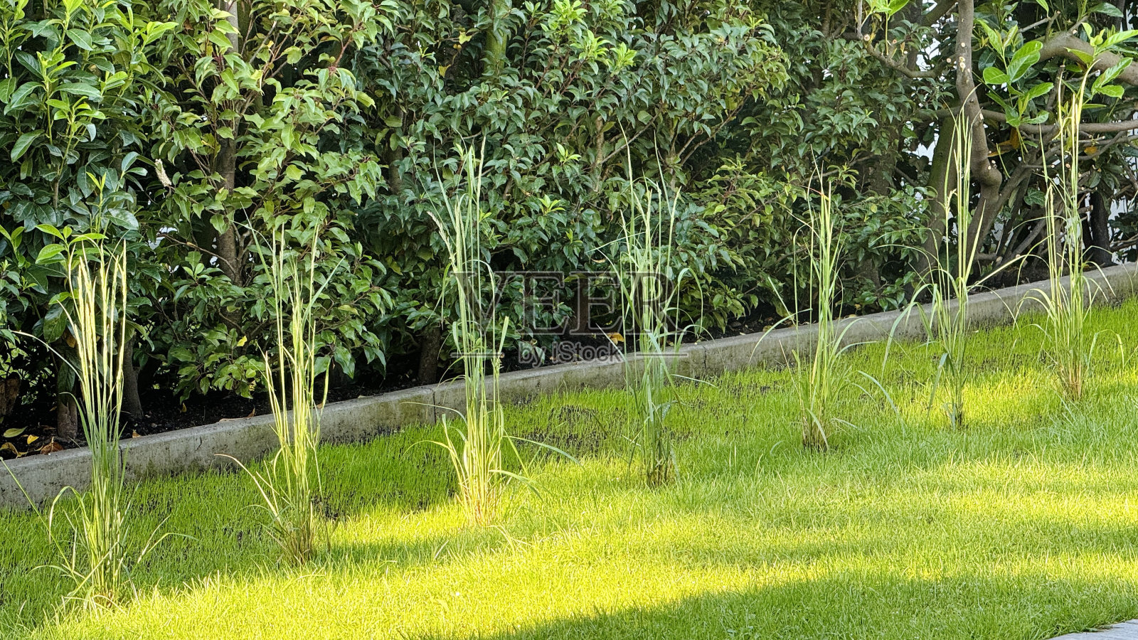 新播种的草坪正在生长照片摄影图片