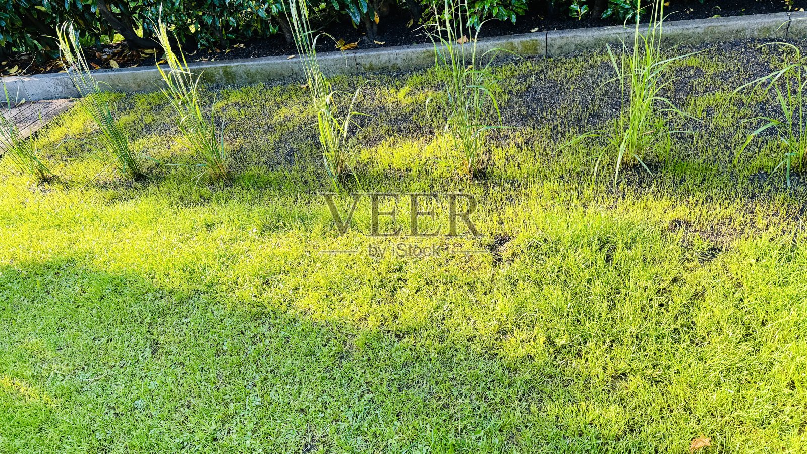 新播种的草坪正在生长照片摄影图片