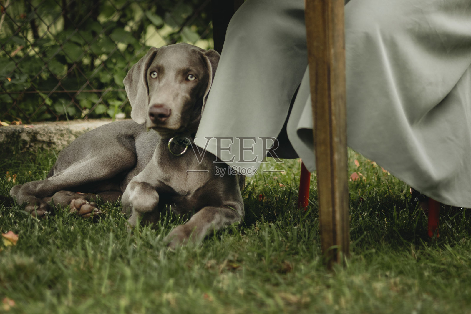 可爱的威玛猎犬躺在木桌下的草地上照片摄影图片