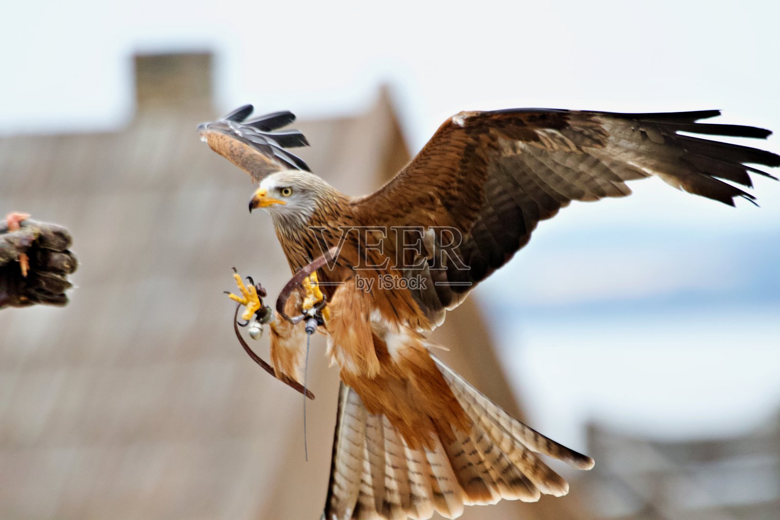 猛禽飞禽照片摄影图片