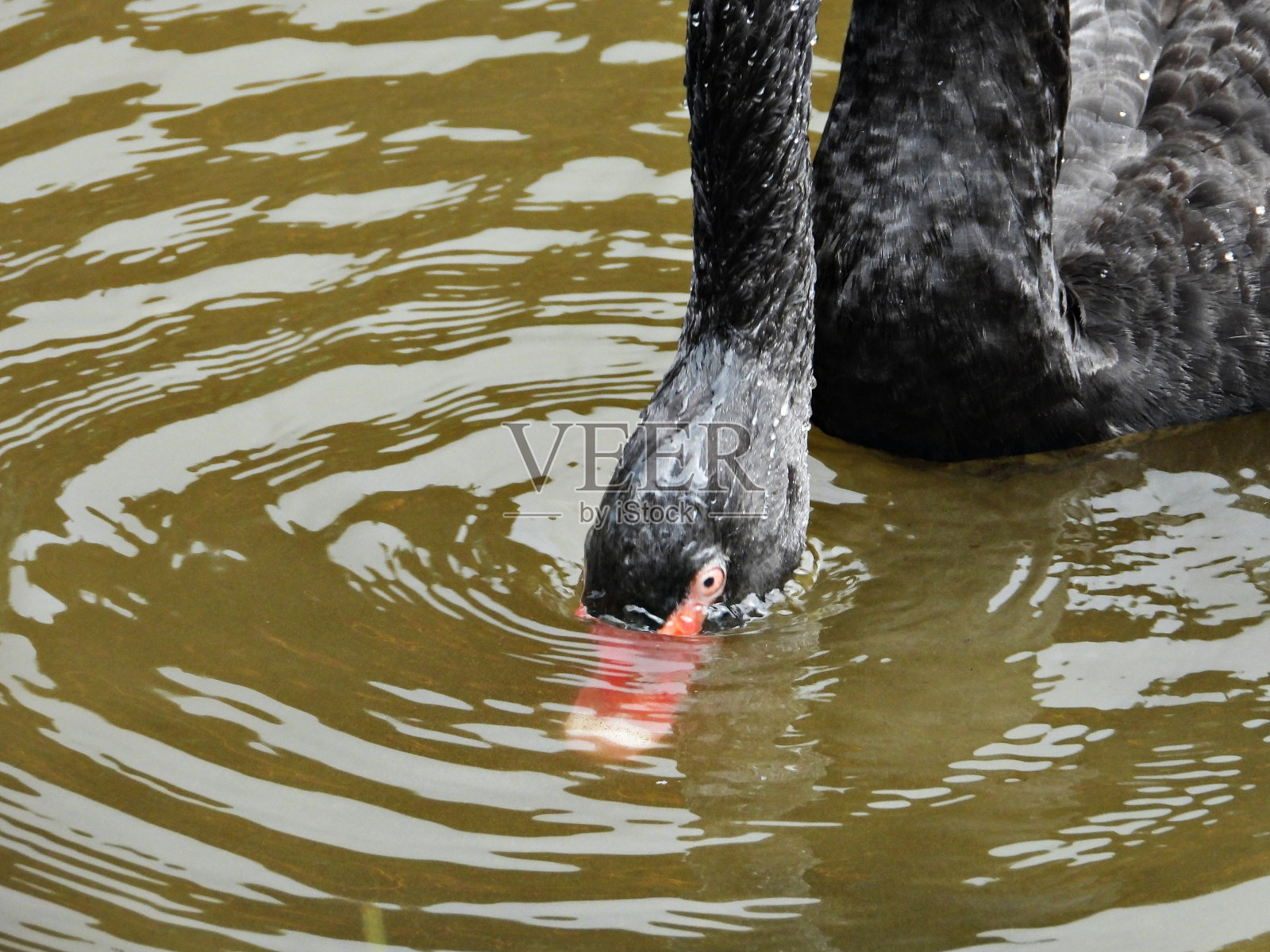 黑天鹅的特写照片摄影图片