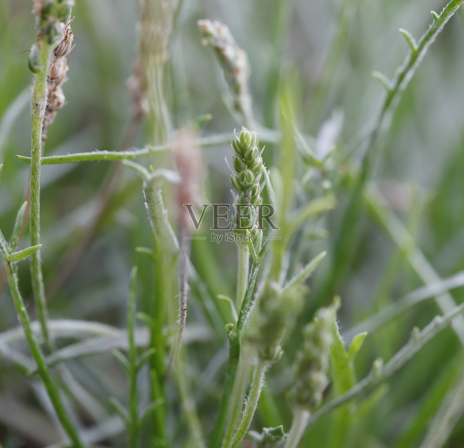 角果车前照片摄影图片