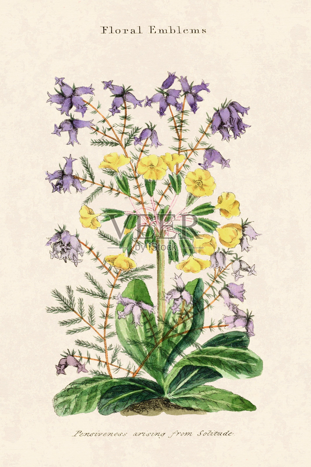 复古花插图。插画图片素材