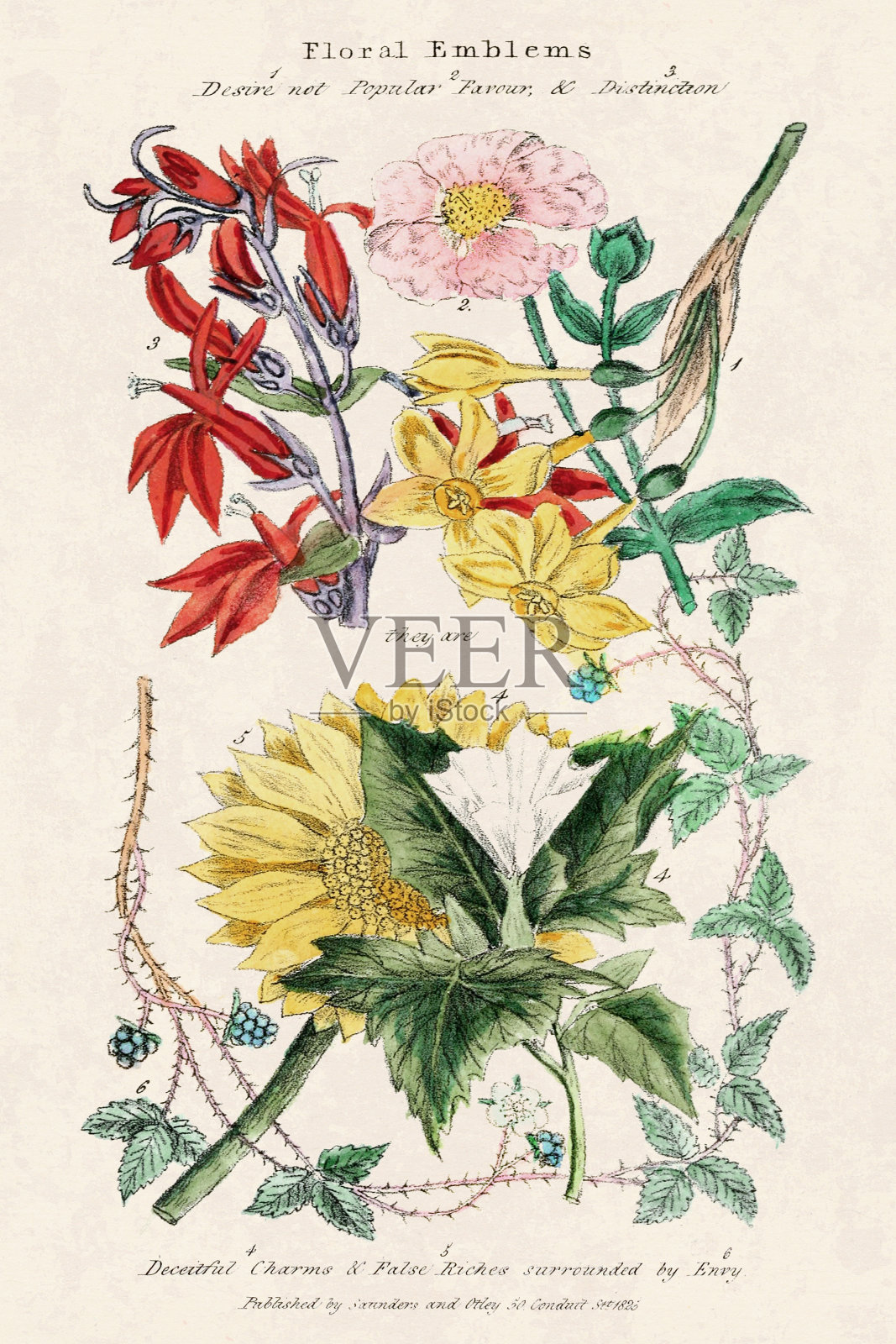 复古花插图。插画图片素材