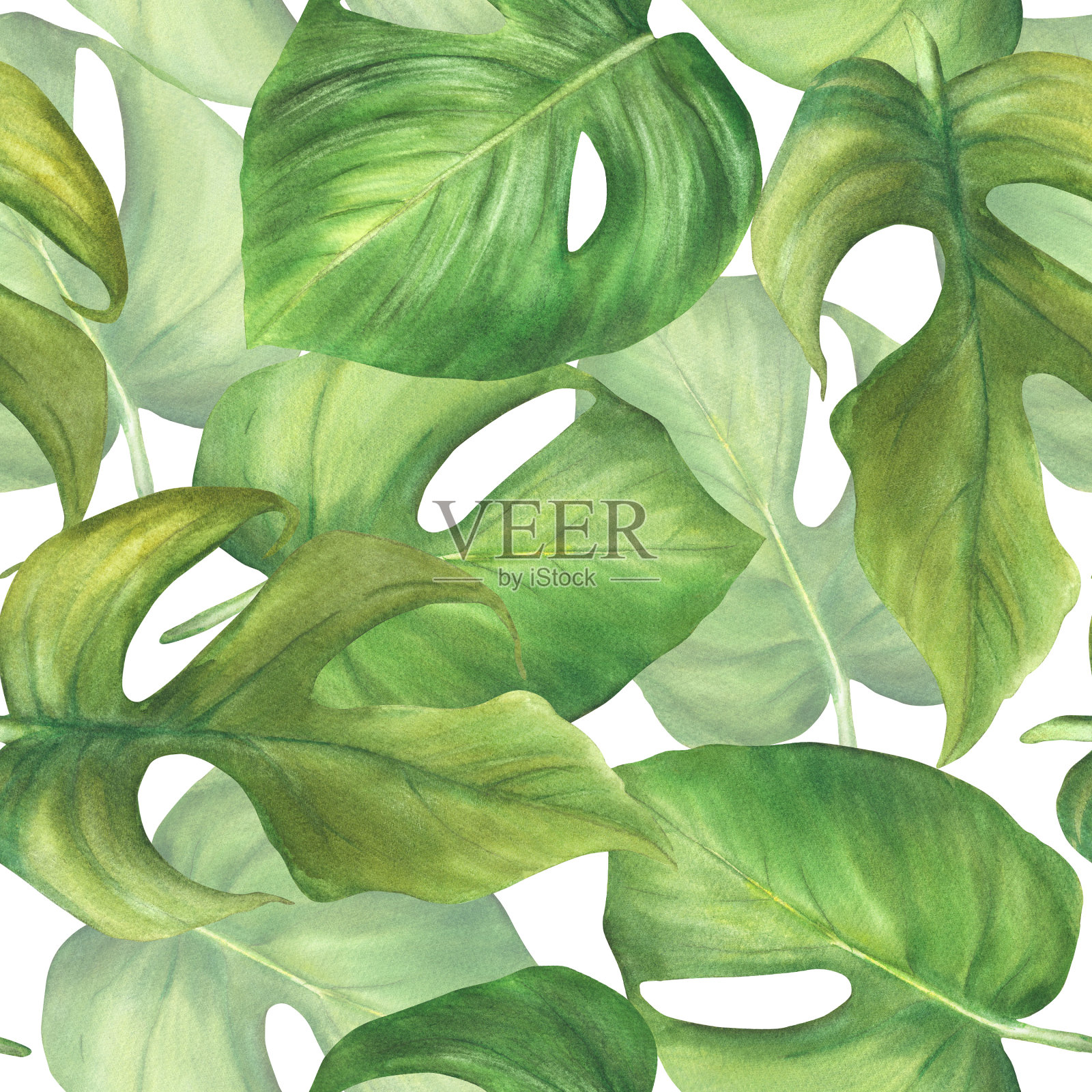 热带树叶无缝图案。室内绿色植物，怪兽叶。水彩画插图插画图片素材