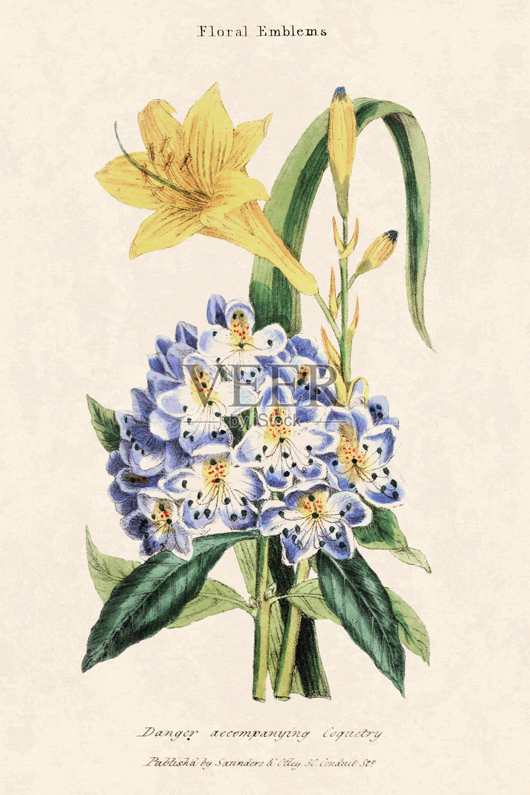 复古花插图。插画图片素材