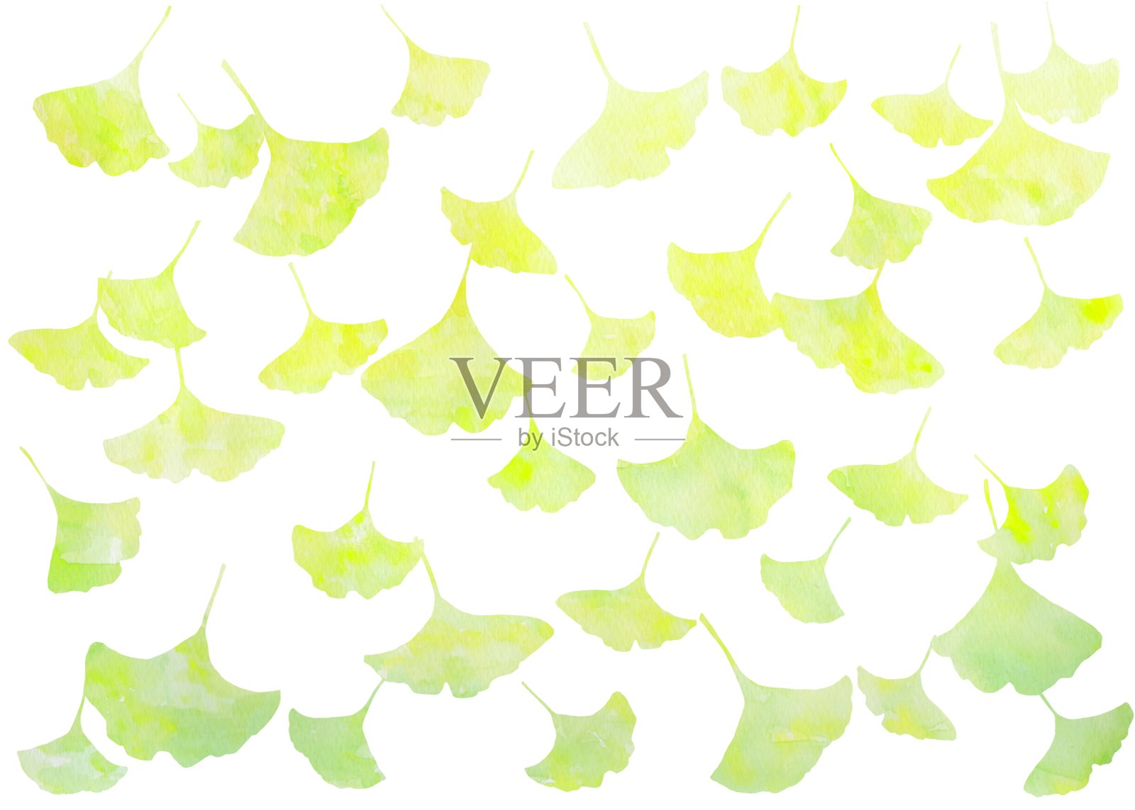 一个美丽的景观插图落黄色银杏叶在一个白色的背景。插画图片素材