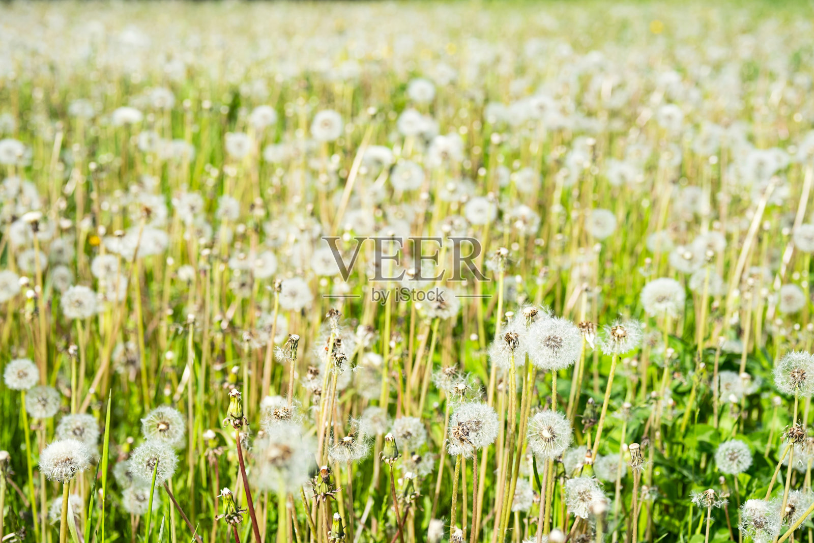 蒲公英。吹球的草地。照片摄影图片