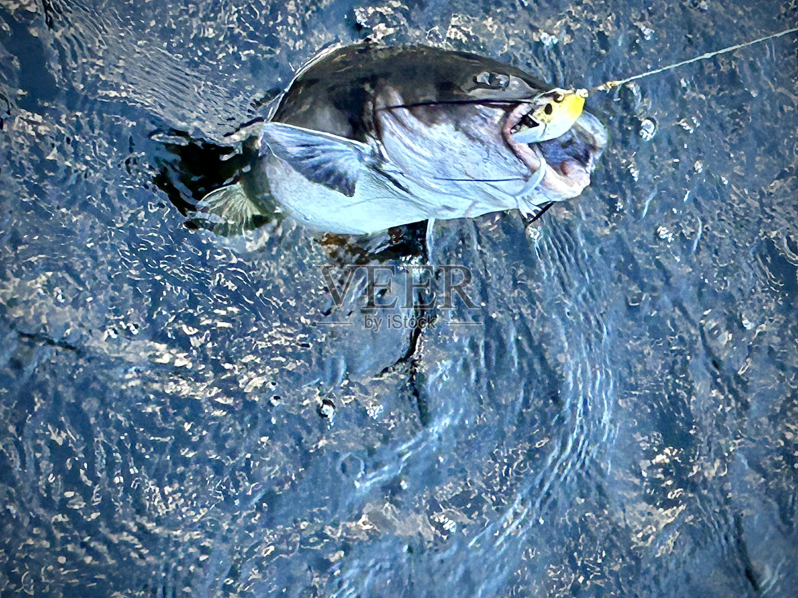 大沟鲶鱼照片摄影图片