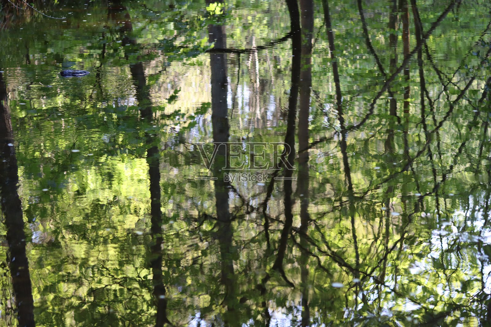 夏天树林里的河流倒映着树木的倒影照片摄影图片