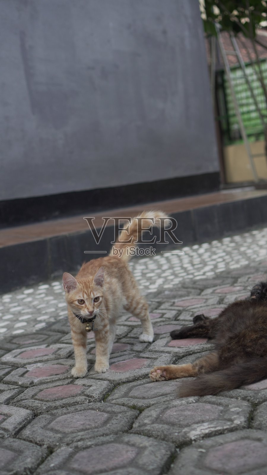 一只厚毛的橙色小猫走向它的黑毛妈妈玩了一会儿，然后离开她去睡觉照片摄影图片