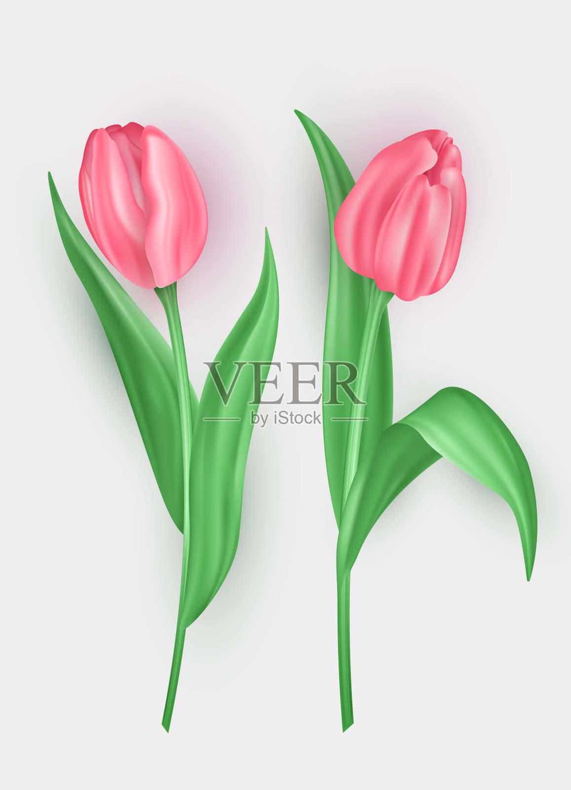 集三维郁金香花与粉红色的花瓣和绿色的叶子隔离在白色的背景。插画图片素材