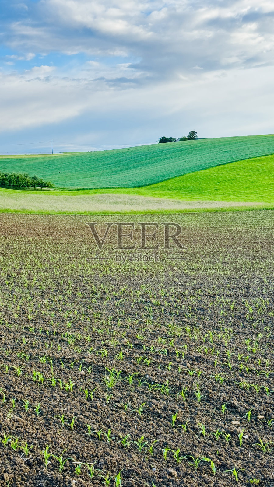 郁郁葱葱的绿色大自然在五月与新幼苗在前景照片摄影图片