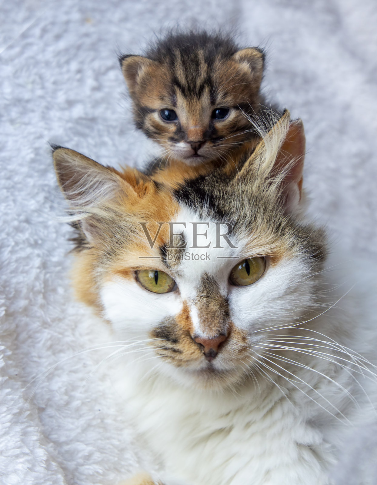 印花布猫妈妈和她的小猫照片摄影图片