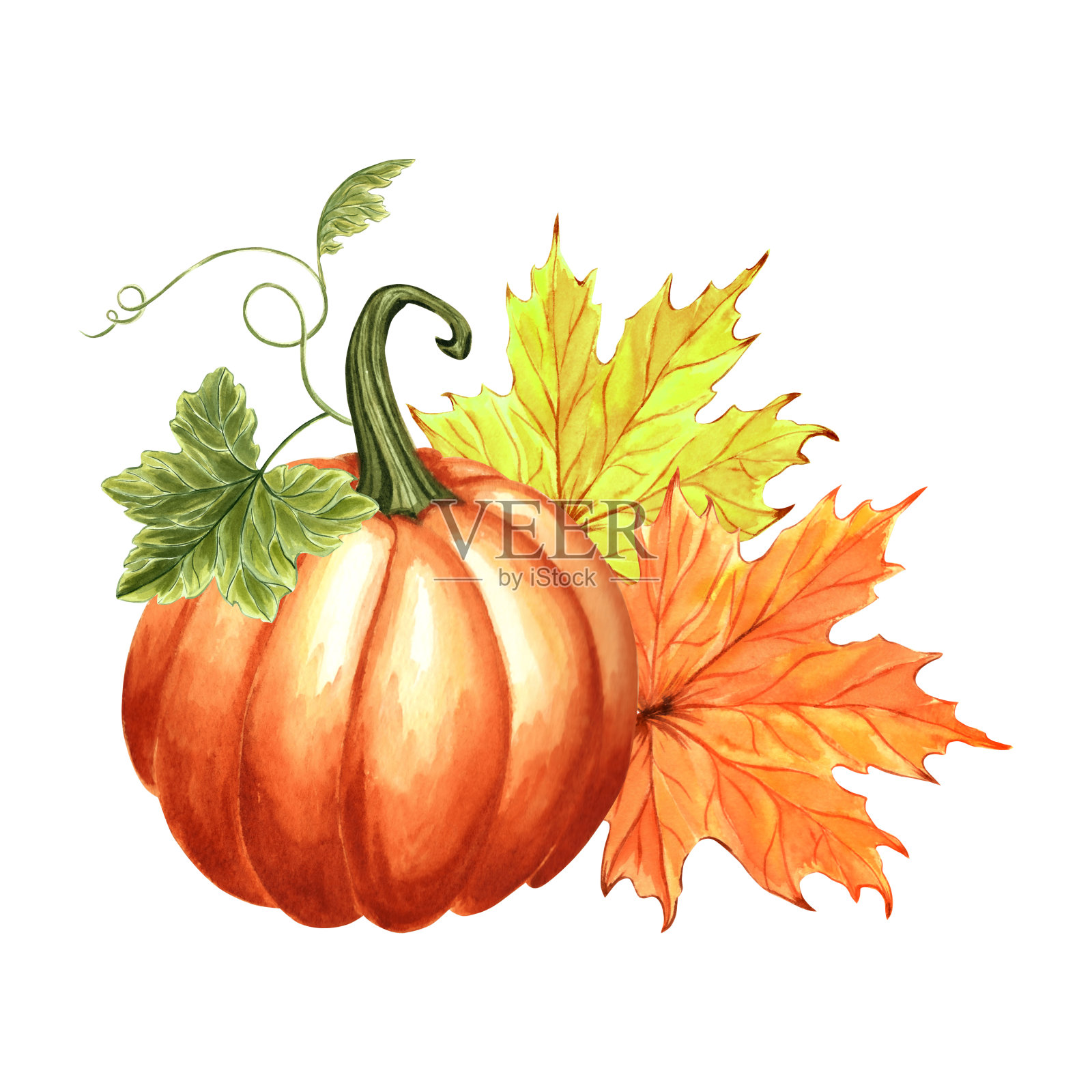 南瓜橙配枫叶。秋天的成分。手绘水彩插图，孤立。感恩节的传统蔬菜。模板邀请，卡片，万圣节，包装，刺绣。插画图片素材