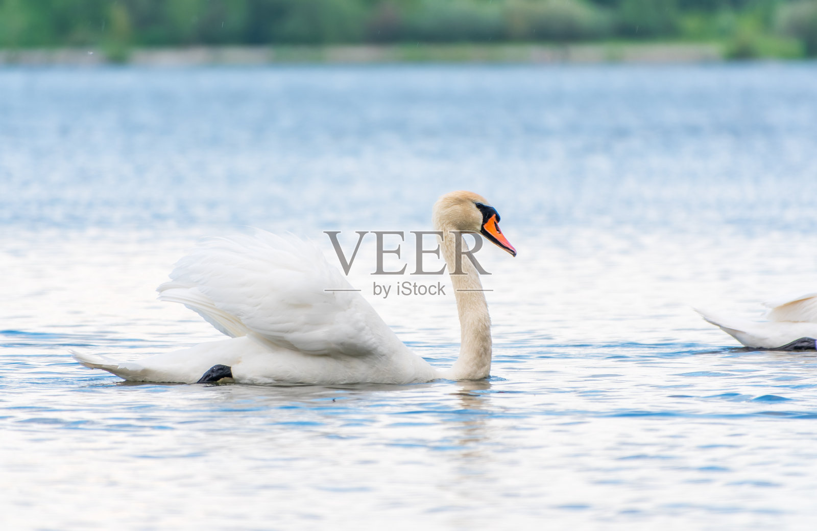 优雅的白天鹅在湖中游泳，天鹅在野外。一只白天鹅在湖中游泳的肖像。照片摄影图片